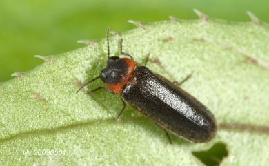 Luciola filiformis Olivier, 1913 紋胸黑翅螢