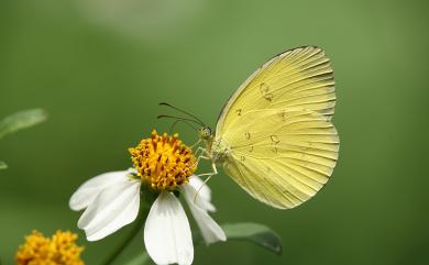 Eurema andersoni godana 淡色黃蝶