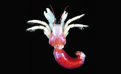 Calcinus vachoni Forest, 1958 瓦氏硬指寄居蟹