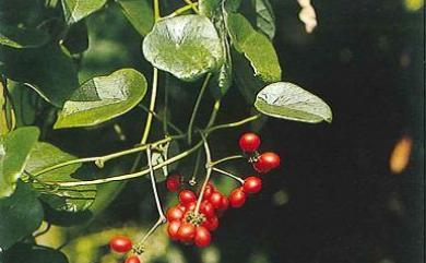 Stephania japonica var. japonica 千金藤