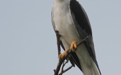 Elanus caeruleus vociferus 黑翅鳶