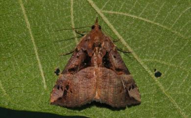 Hypena tenebralis Moore, 1867