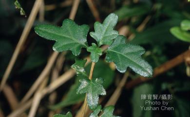 Premna microphylla Turcz. 臭黃荊