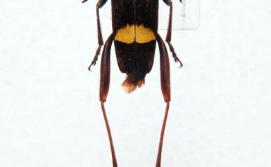 Xylotrechus latefasciatus latefasciatus Pic, 1936 鋸角虎天牛