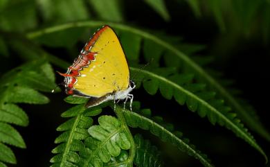 Heliophorus ila matsumurae (Fruhstorfer, 1908) 紫日灰蝶