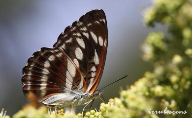 Athyma selenophora laela (Fruhstorfer, 1908) 異紋帶蛺蝶