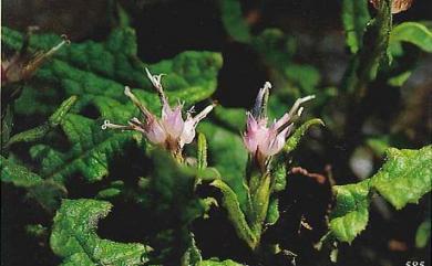 Saussurea kanzanensis 關山青木香