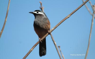 Heterophasia auricularis (Swinhoe, 1864) 白耳畫眉