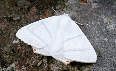 Ourapteryx caecata (Bastelberger, 1911) 白短尾尺蛾