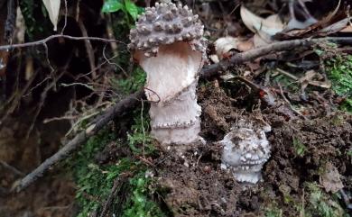 Amanita