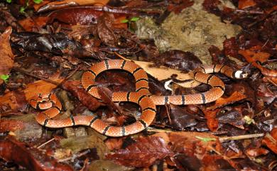 Sinomicrurus macclellandi swinhoei 環紋赤蛇