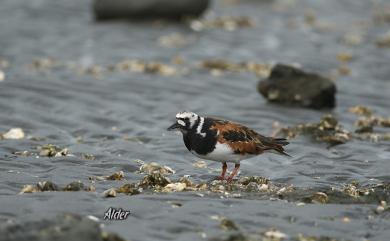 Arenaria interpres interpres (Linnaeus, 1758) 翻石鷸