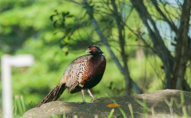 Phasianus colchicus formosanus Elliot, 1870 環頸雉(台灣特有亞種)