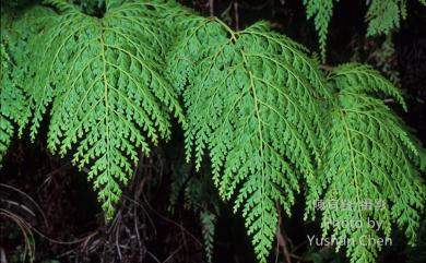 Odontosoria biflora (Kaulf.) C.Chr. 闊片烏蕨