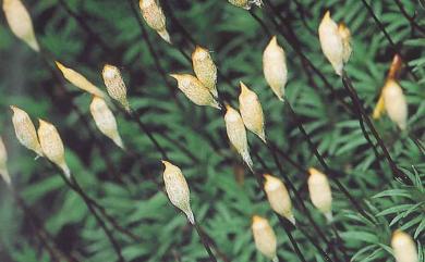 Pogonatum japonicum Sull. & Lesq., 1859 日本小金髮苔