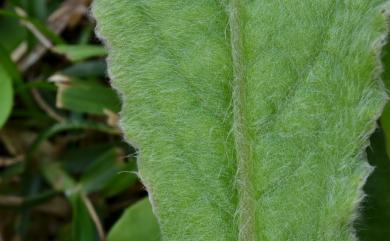 Blumea hieracifolia (D. Don) DC., 1834 毛將軍