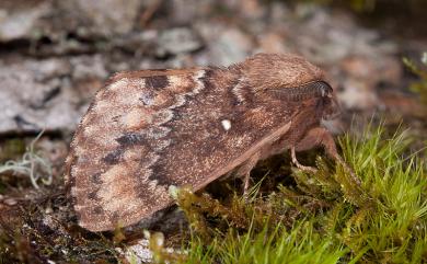 Dendrolimus taiwana (Matsumura, 1932) 臺灣鋸紋枯葉蛾