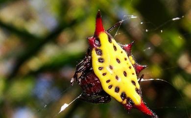 Gasteracantha sauteri Dahl, 1914 梭德氏棘蛛