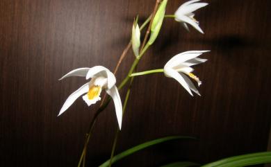 Bletilla formosana (Hayata) Schltr. 臺灣白及