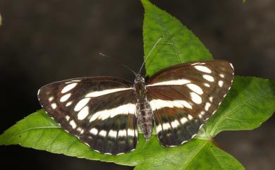 Neptis philyra splendens Murayama, 1942 槭環蛺蝶