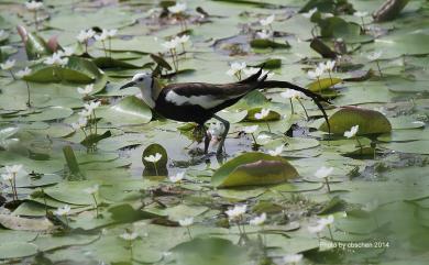 Hydrophasianus chirurgus (Scopoli, 1786) 水雉