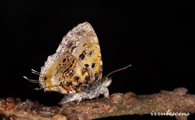 Catapaecilma major moltrechti (Wileman, 1908) 三尾灰蝶