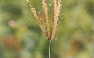 Chloris barbata Sw. 孟仁草