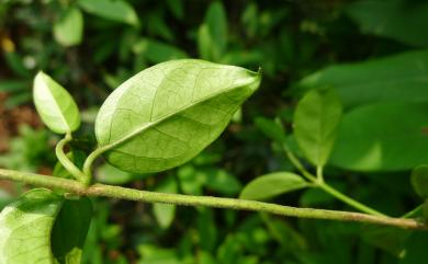 Gymnema sylvestre 武靴藤