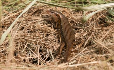 Eutropis multifasciata (Kunl, 1820) 多線真稜蜥