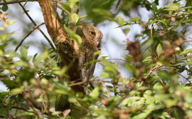 Otus sunia japonicus (Temminck & Schlegel, 1844) 東方角鴞(日本亞種)