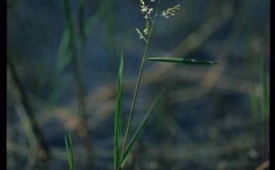 Leersia hexandra Sw. 李氏禾