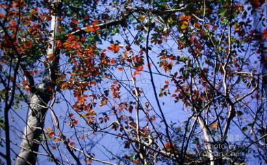 Lagerstroemia subcostata 九芎