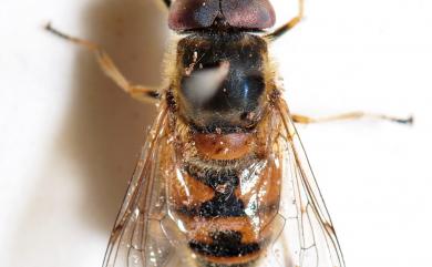 Eristalis 碧玉蚜蠅屬