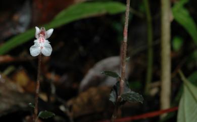 Odontochilus nanlingensis (L.P.Siu & K.Y.Lang) Ormerod 南嶺齒唇蘭