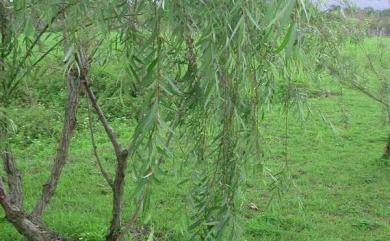 Salix pendulina Wender. 垂柳