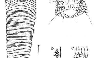 Aculodes levis Huang, 2001 平滑刺子節蜱