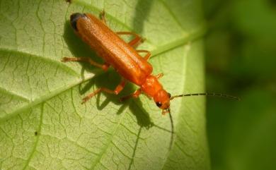 Lycocerus chosokeiensis (Pic, 1937) 橙艷異菊虎