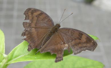 Junonia iphita Cramer, 1782 黯眼蛺蝶