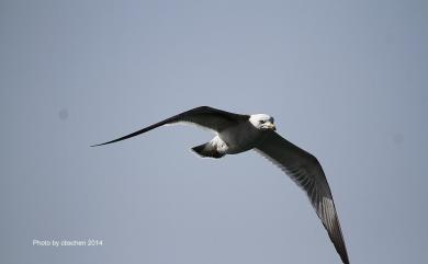 Larus crassirostris Vieillot, 1818 黑尾鷗