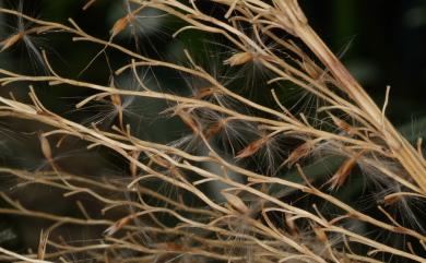 Miscanthus floridulus 五節芒