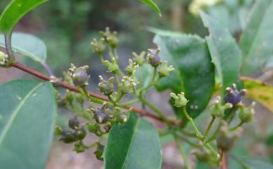 Hydrangea chinensis Maxim. 華八仙