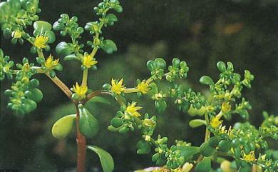 Sedum formosanum 臺灣佛甲草