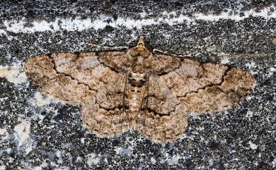 Cleora alienaria (Walker, 1860) 汙褐尖翅尺蛾