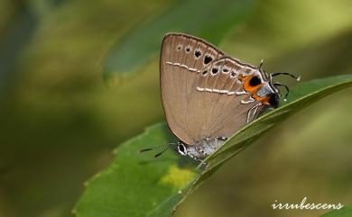 Satyrium formosanum (Matsumura, 1910) 臺灣洒灰蝶