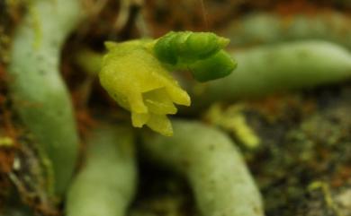 Taeniophyllum glandulosum 蜘蛛蘭