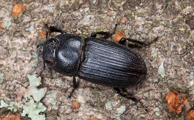 Aegus laevicollis formosae Bates, 1866 臺灣肥角鍬形蟲