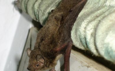 Pipistrellus abramus (Temminck, 1835) 東亞家蝠