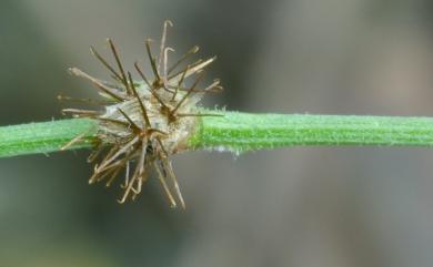 Pupalia micrantha 小花鉤牛膝