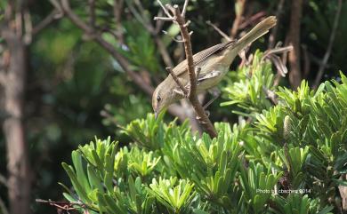 Horornis diphone cantans (Temminck & Schlegel, 1847) 日本樹鶯(日本亞種)