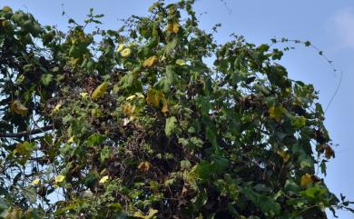 Camonea vitifolia (Burm.f.) A.R.Simões & Staples 掌葉耳節藤